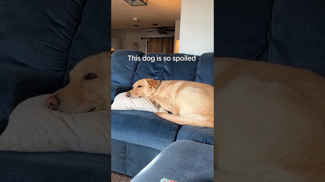 The dog is so tired.lt seems like lt&rsquo;s been working for a long time.#dog #funny #funnyvideos😂😂