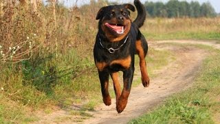СМЕШНЫЕ ЧУДО ЖИВОТНЫЕ,funny animals,奇跡の動物,забавн тварини, СМЕШНЫЕ ЧУДО ЖИВОТНЫЕ,funny animals,奇跡の動物,забавн тварини,
