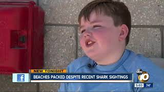 Beaches packed despite recent shark sightings and stingray warnings