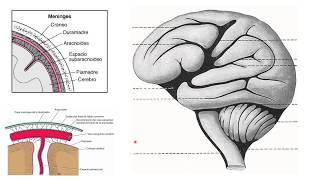 Ventriculos cerebrales-Sistema ventricular: ventriculos laterales ,(1ro y 2do) tercer y cualto, LCR