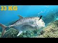 Head Shoot Giant Trevally 73 Lbs|Spearfishing Bobara 1 meteran