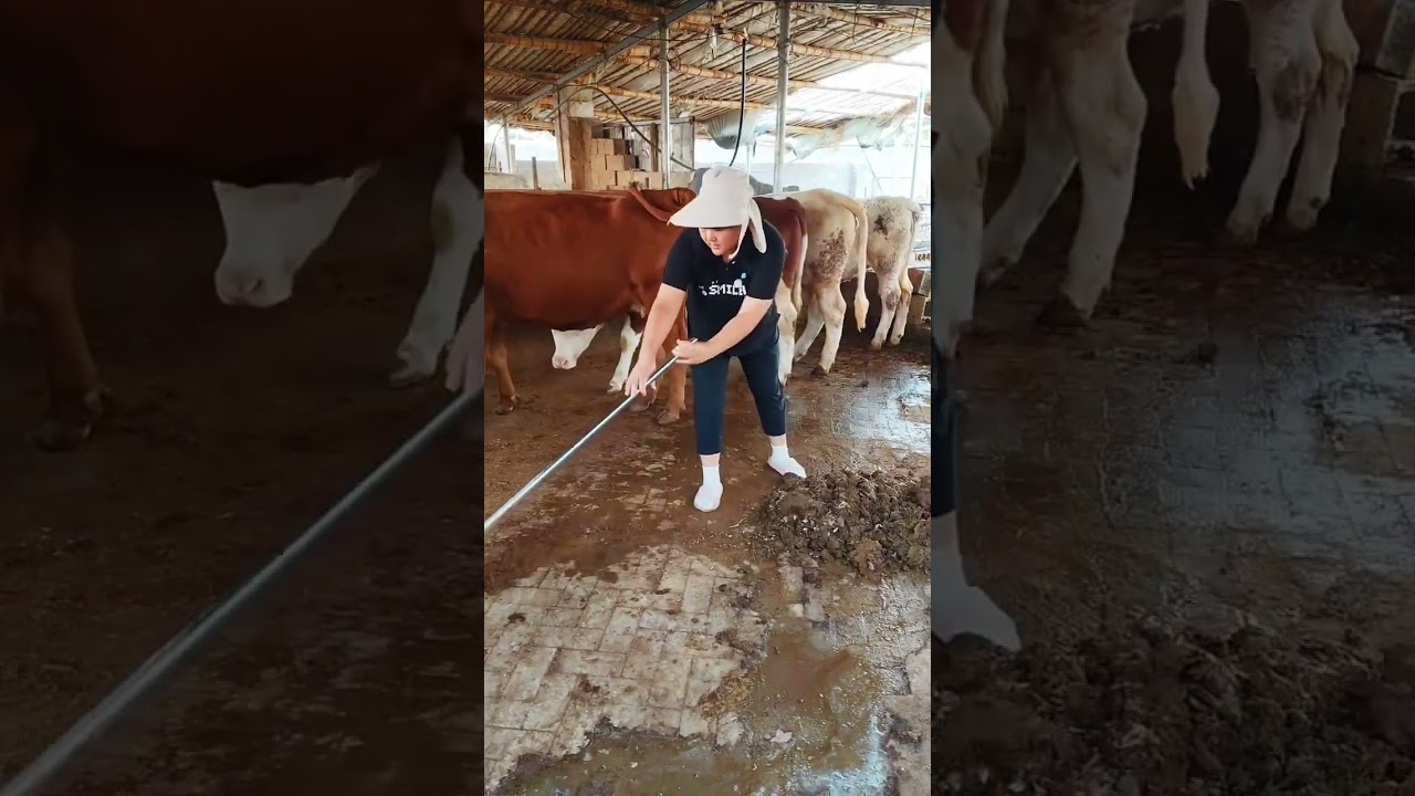 Real Life of a Rural Cattle Farmer | Simple Living, Hard Work