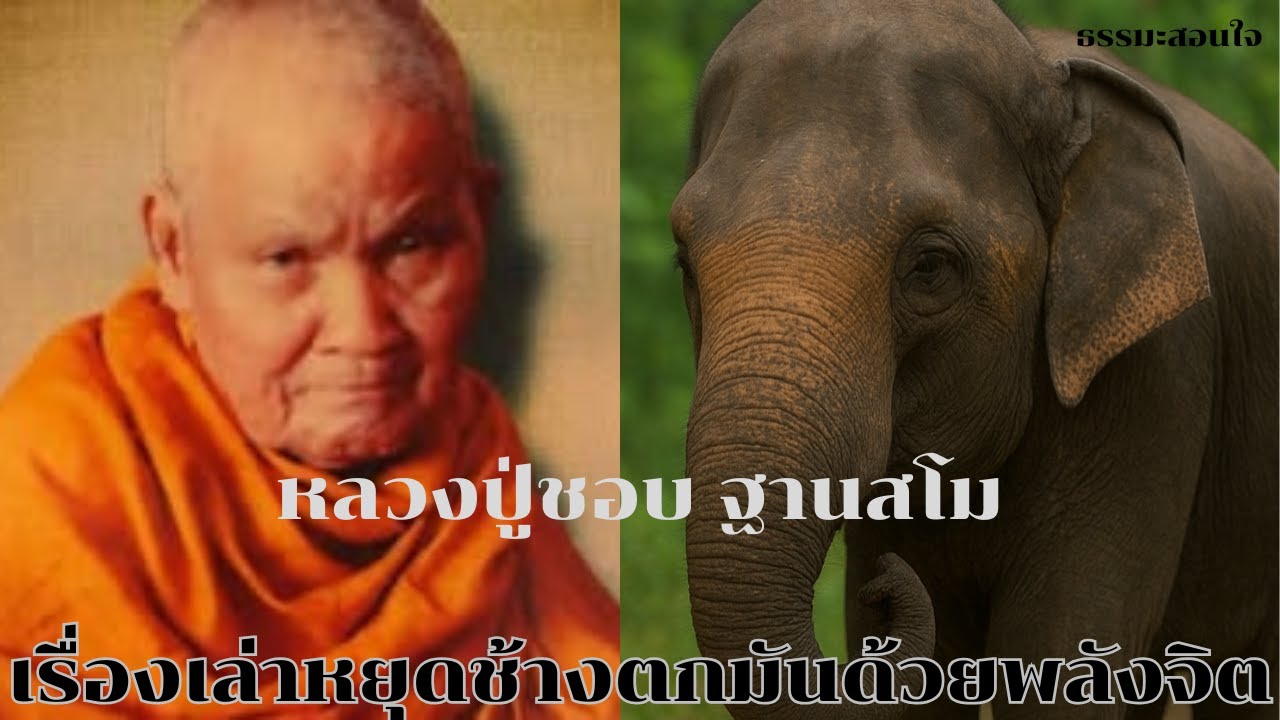 EP.39:“หลวงปู่ชอบ ฐานสโม | เรื่องเล่าหยุดช้างตกมันด้วยพลังจิต | ธรรมะสอนใจ”