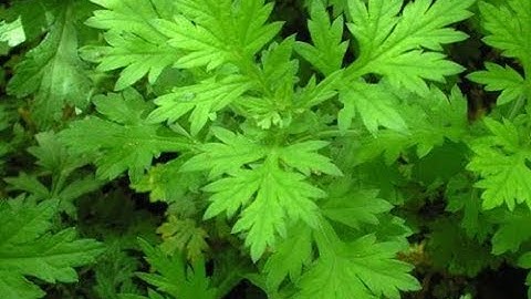 Chữa kinh nguyệt không đều bằng ngải cứu có tốt không