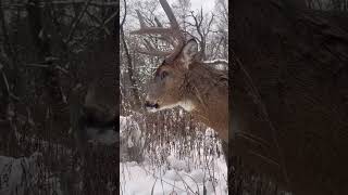 Doubled yesterday’s temp up to 18 degrees however today was windy so felt colder. #deer #wildlife
