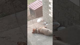 Sneaky Stray Cat Gets Caught Stealing Dog's Food || ViralHog