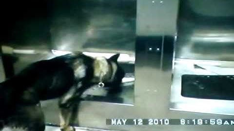 K-9 Specialized Training & Consulting SCENTLOGIX HEROIN K9STAC TEST