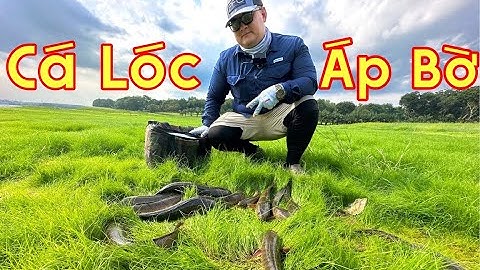 Câu Lure Cá Lóc Đồng Hồ Sông Mây Cơ Hội Cuối Cùng Trước Mùa Mưa Bão!