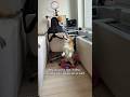 Working from home with a corgi 😂