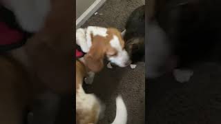 The Cat Wins A Fight