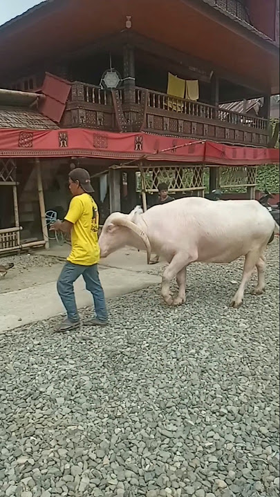 A mahout and a rare white buffalo #viral#trending#buffalo #uniquebuffalo.