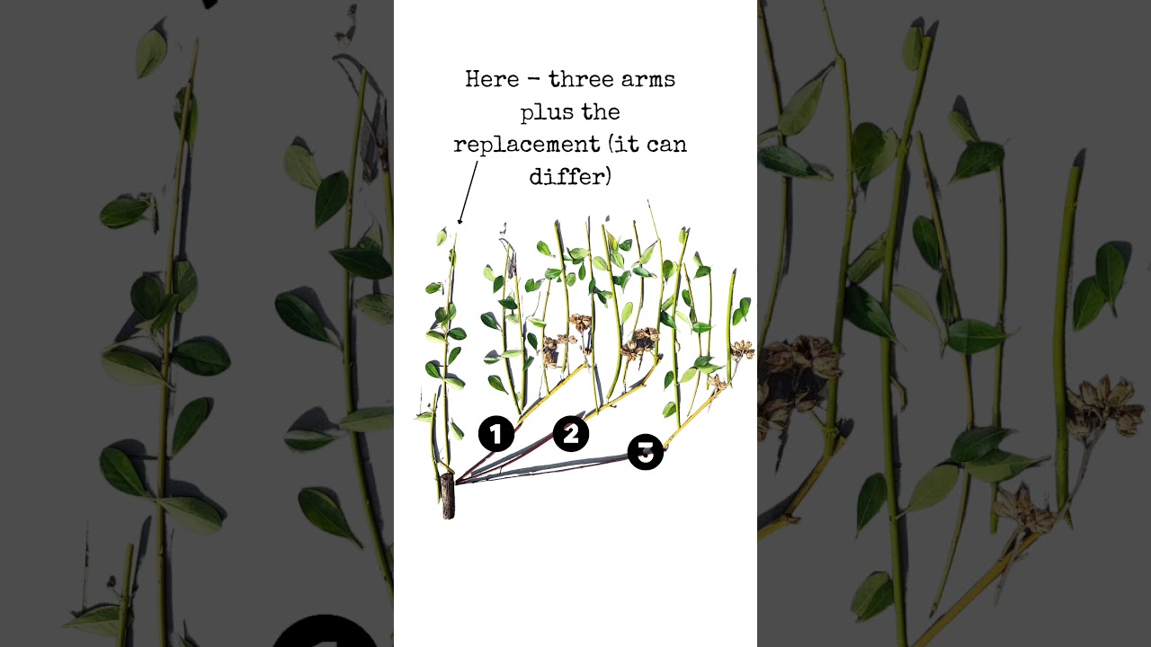 Pruning in Champagne - Chablis method for Chardonnay (animation)