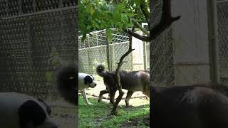 My Boys Doing What They Do Best- Sniffing.