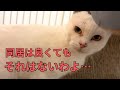 シニア猫にタジタジの元山の野良猫シロさん…レスキュー猫３２匹でぎゅうぎゅうだった山小屋がとうとう⭐︎