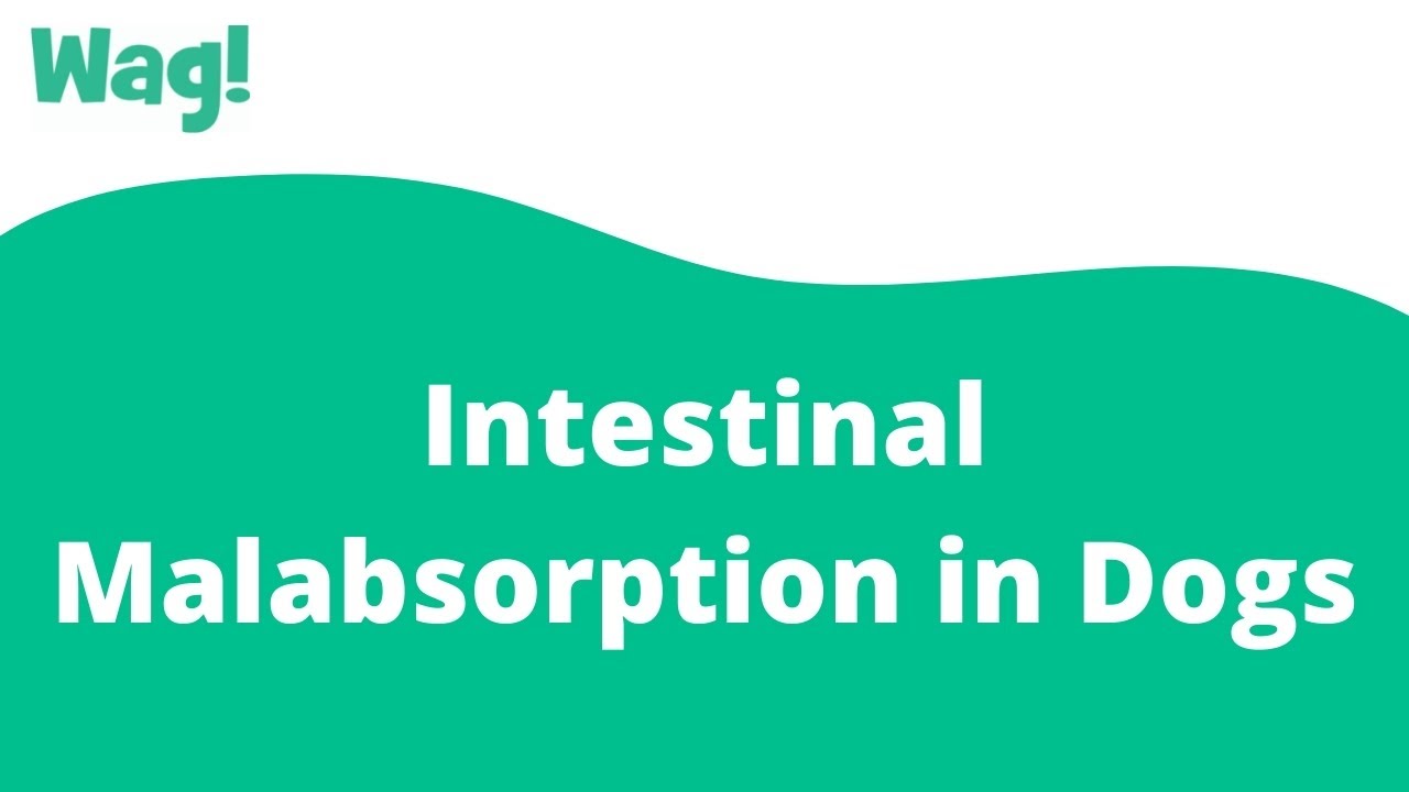 Intestinal Malabsorption in Dogs Wag! YouTube