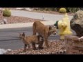 Bobcats in the Neighborhood (4 bobcats) in Catalina, Arizona.