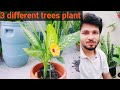 ছাদ বাগানে আরও তিনটি গাছ যোগ হল।three different plants 🌱☘️
