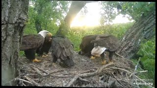 Decorah Eagles~Season Celebration~Three Beautiful Eaglets-All Fledged_2020 Year In Review