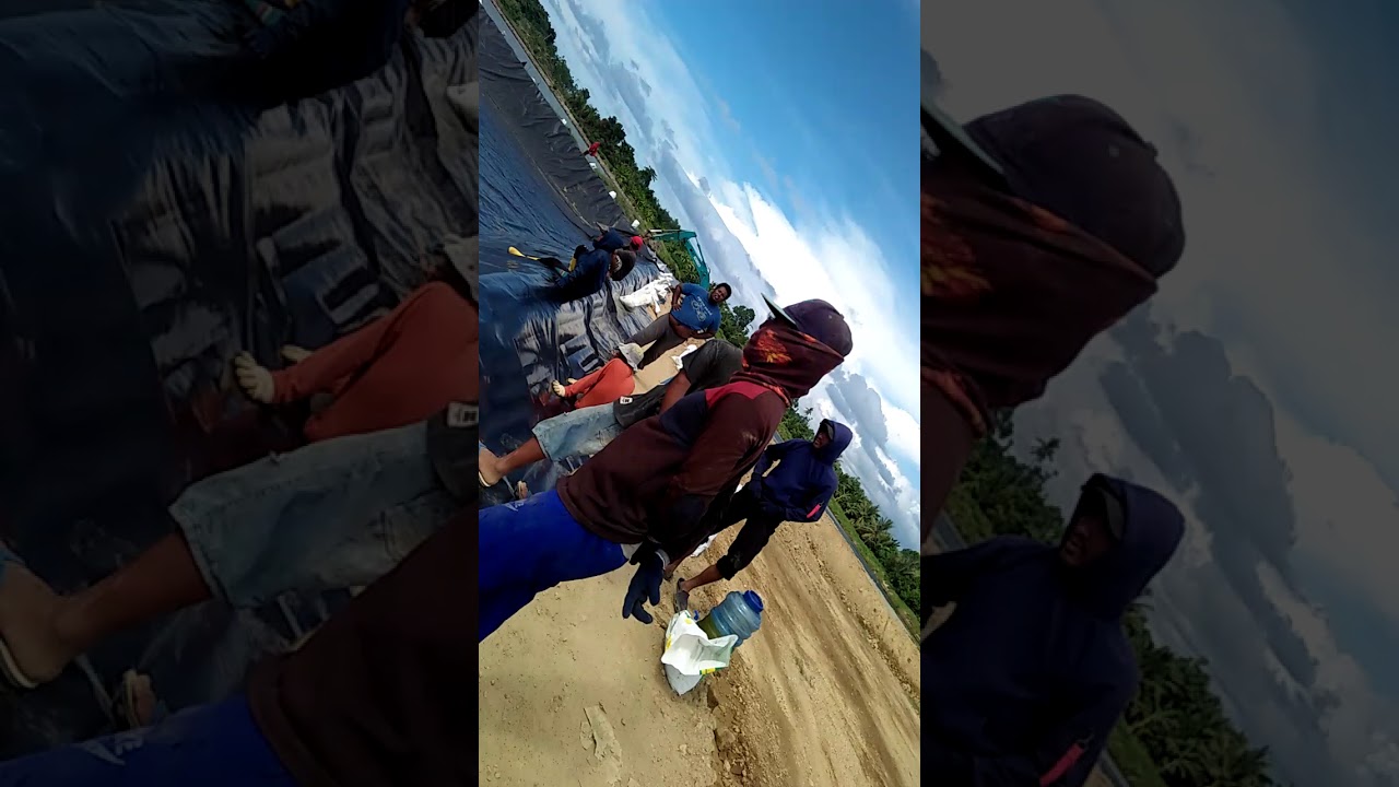 budidaya tambak udang kasaloang sulbar 