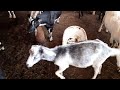 Захожу в козлятник к козам, курам и котятам в крестьянском хозяйстве: Можайский крестьянин
