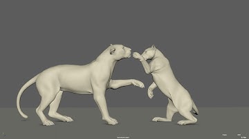 Lioness And Her Cub Play Fighting Animation