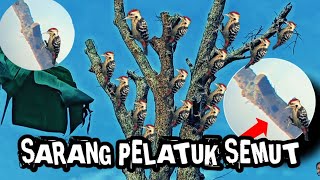 SARANG PELATUK SEMUT#burung