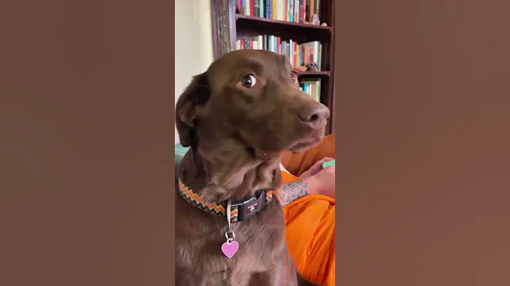 #fouyou#dogs#funnydog#f#Funny Pets