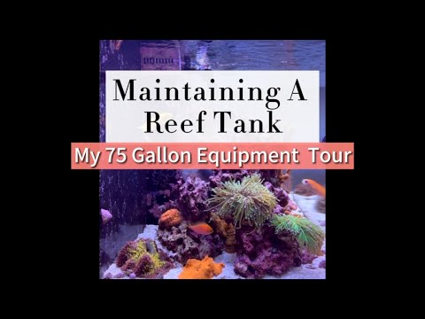 Photo inspiration: Gallery Detail: Beginners Guide Aquarium Equipment For My 75 Gallon Saltwater Fish