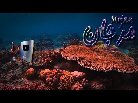 معنى اسم مرجان وصفات حامل هذا الاسم 