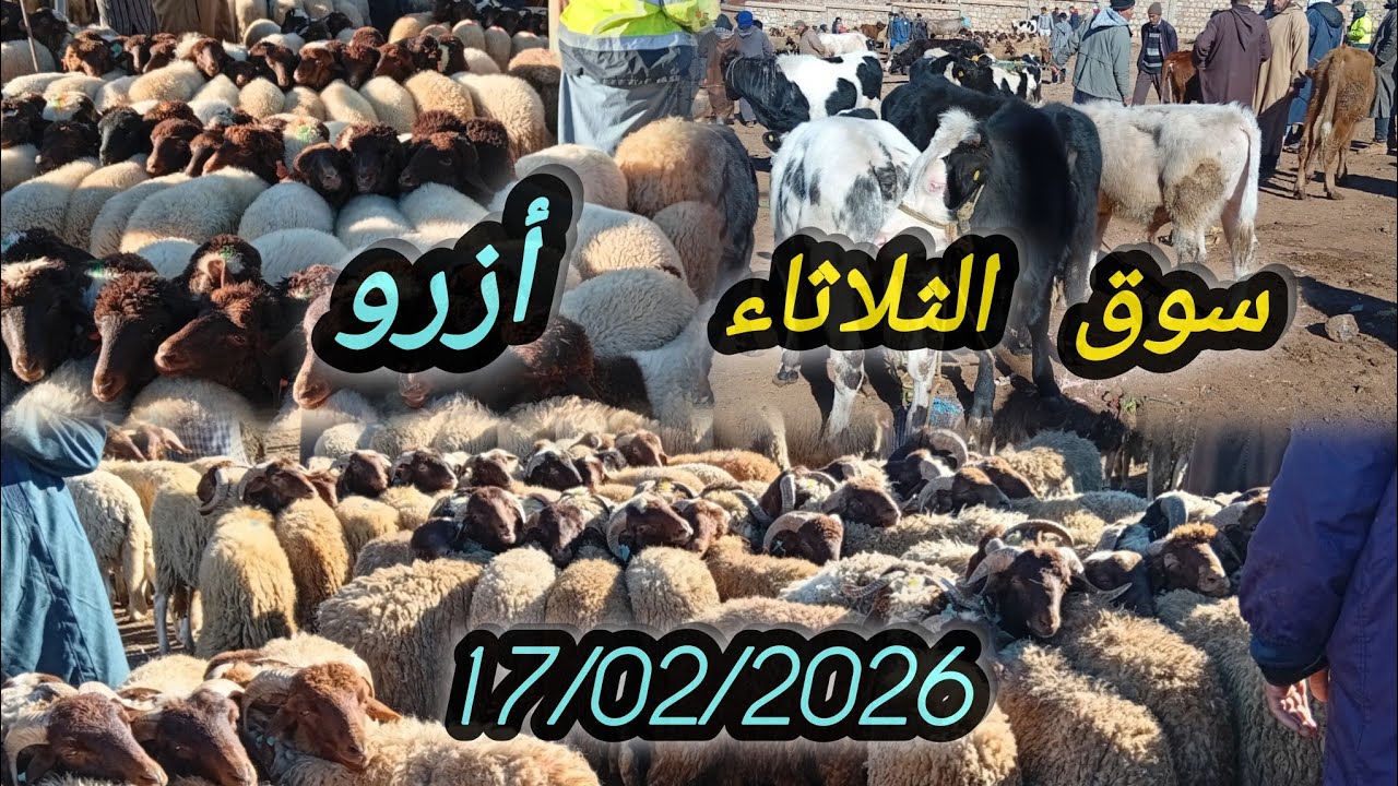 ثمن خروف خروفة نعجة عنزي حولي بقر سوق الثلاثاء أزرو بتاريخ 17/02/2026#animals #اكسبلور 