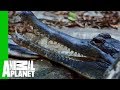 Priscilla The Tomistoma Croc Checked For Eggs | The Zoo