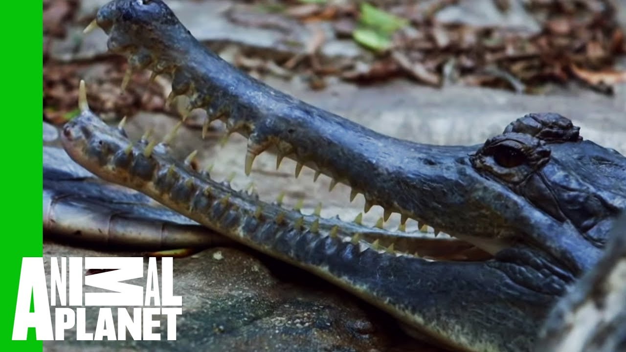 Priscilla The Tomistoma Croc Checked For Eggs | The Zoo