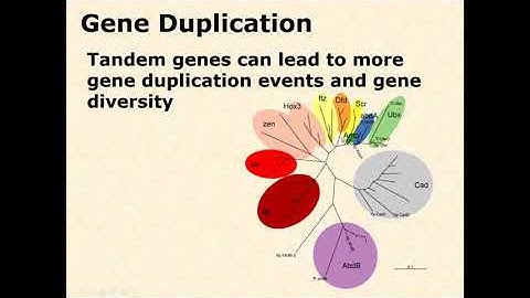 Unit 2 5b Gene Duplication default