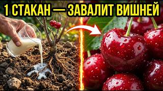 Cherries will be bursting with fruit: a simple secret that people are keeping quiet about 🍒