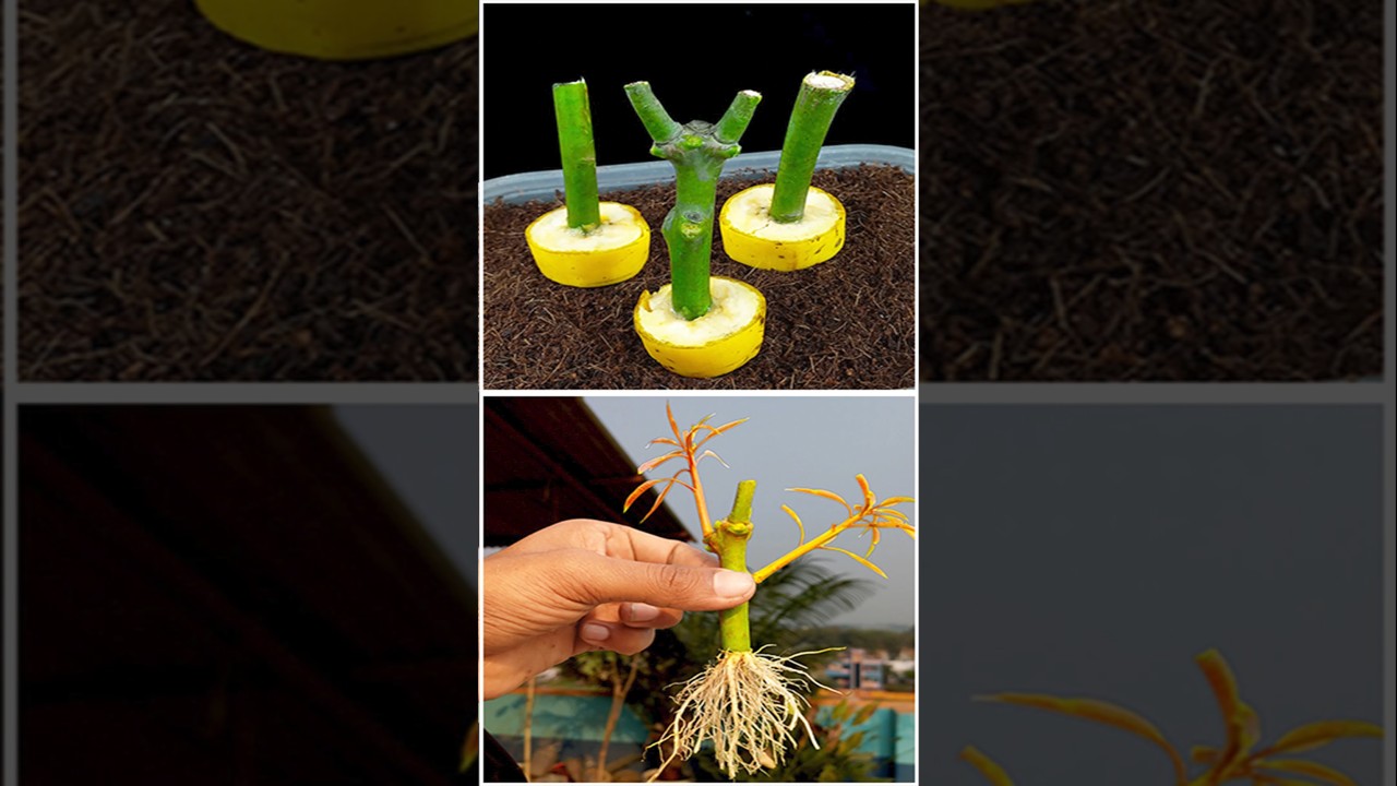 How to grow mango plant from cuttings 