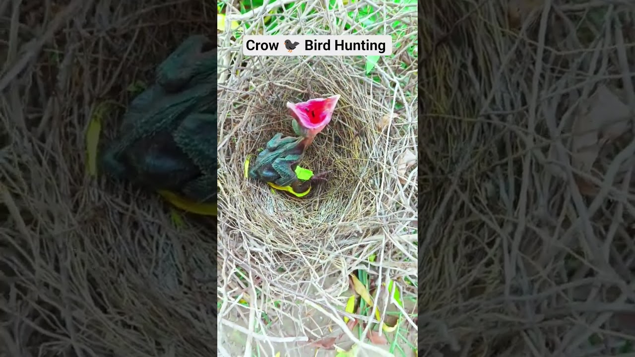 Crow chiken Hunting with Slingshot 