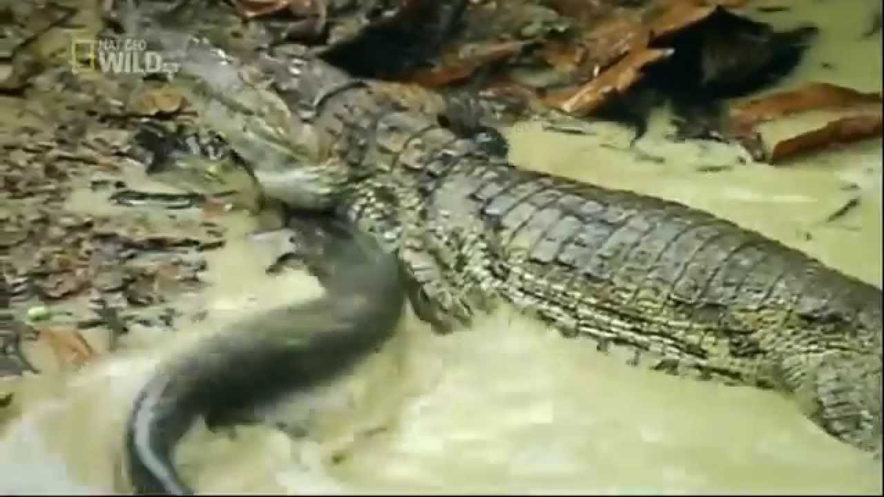 Crocodile killed by Electric Fish YouTube