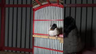 Download Lagu Suara burung kutilang gacor cepat merespon nyaut ngoceh MP3