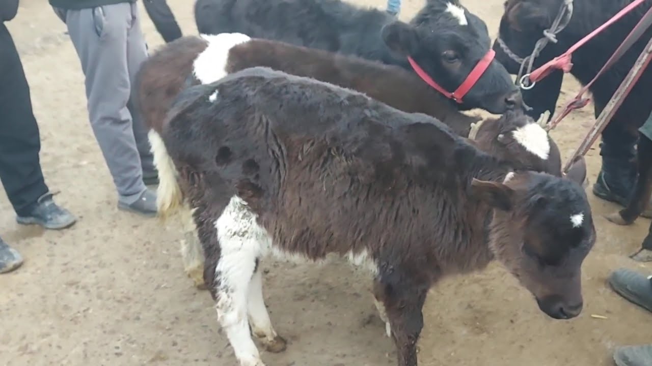 QO’QON CHORVA BOZORI.18.02.2026.NARXLARI BILAN TANISHING.