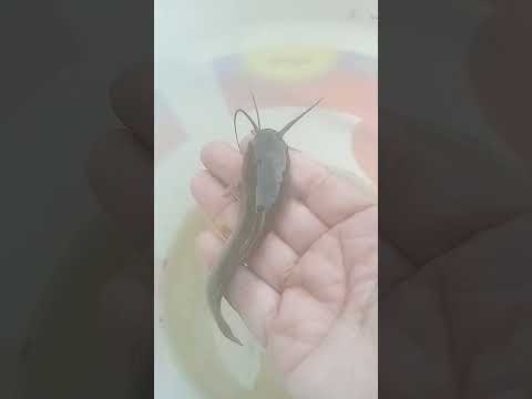 لقيت قرموط هحاول أربية 