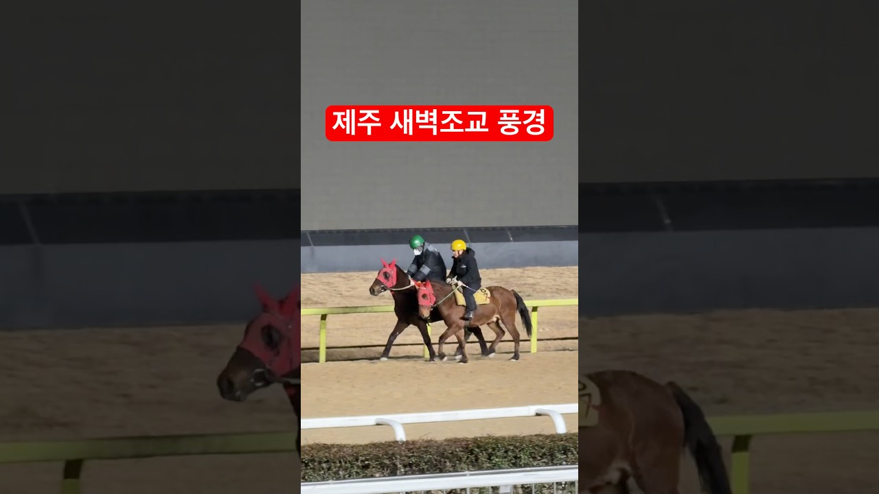 제주 새벽조교 풍경입니다🍊🥕🐴