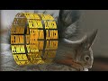 Как и чем кормить белку. Фильм второй./ How and what to feed the squirrel. Film second.