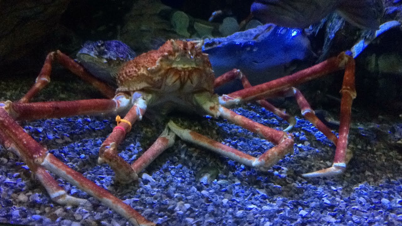 Venice Beach & Aquarium of the Pacific (Cali Trip Pt. 2) YouTube