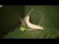 Silkworms Eating, Cuddling & Spinning Timelapse