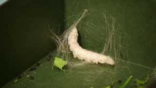 Silkworms Eating, Cuddling &amp; Spinning Timelapse