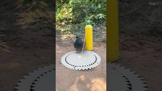 Amazing Unique DIY Pigeon Trap Using Box #survival #Outdoors #bushcraft #fyp #followme