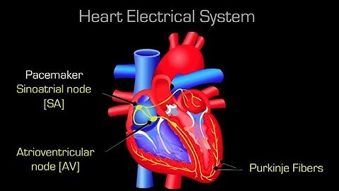 The Cardioid Project: Simulating the Human Heart on the World