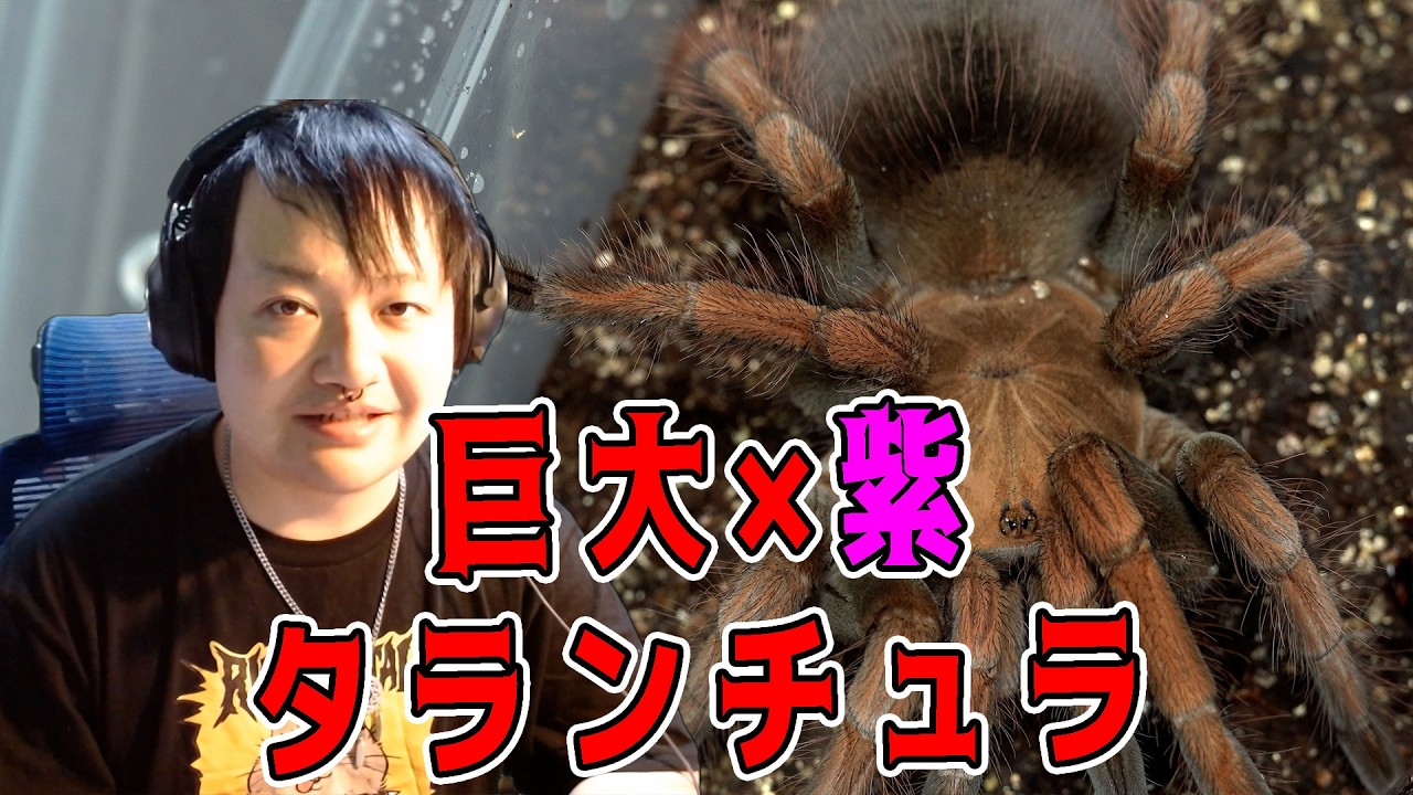 Striking] Giant Tarantula x Purple Tarantula! [Mascara Bird Eater