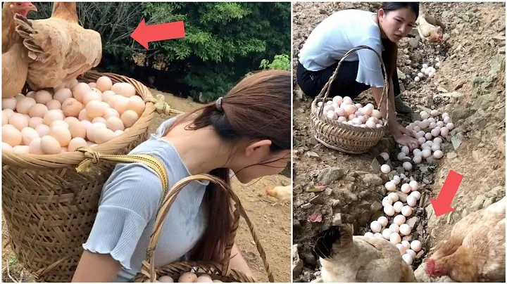Beautiful woman works hard on her amazing chicken farm | Mr Lee - DayDayNews