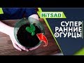 Супер Ранние Огурцы ✔️ Выращивание огурцов\ хитсад тв